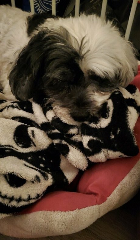 omgitsjessielee beautiful star gallery