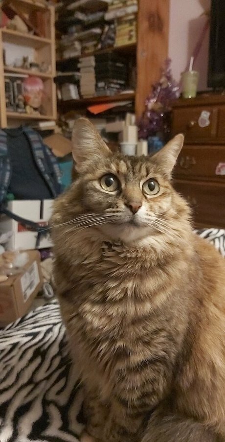 galaximoss model best image