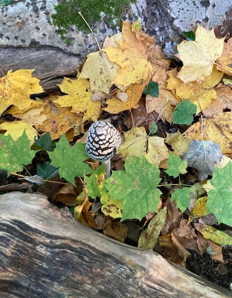 emiliamars naked star galleries