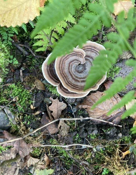 emiliamars free actress img