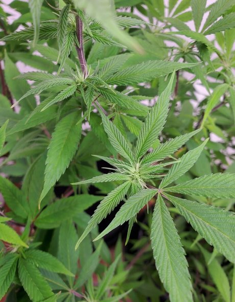 peek a boo u sexy actress img