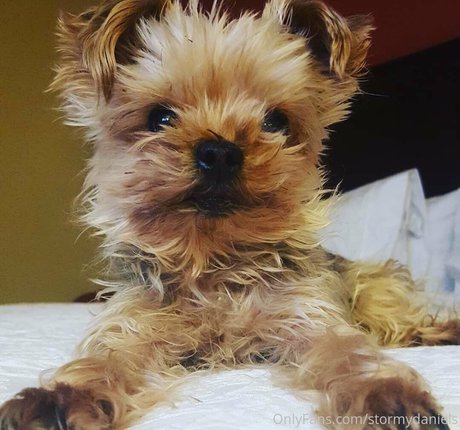 stormydaniels pretty model image