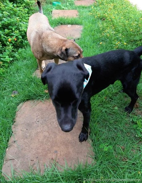 jimnewmannyc pornstar adult img