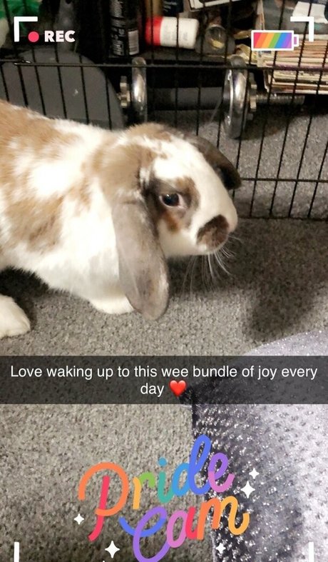 lothianjamie pornographic star picture