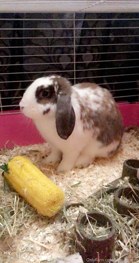 lothianjamie Profile Pic