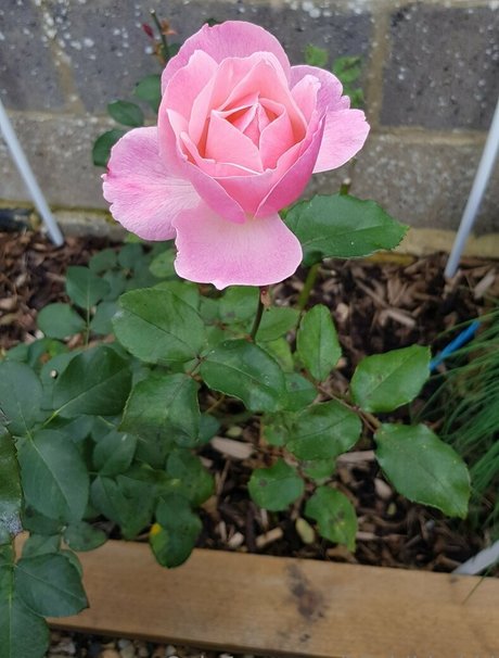 hijabibhabhi nude actress images