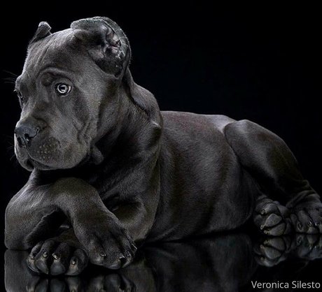 veronicasilesto sex actress gallery