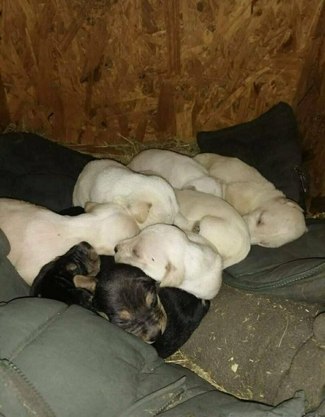 Fenix Fatalist perfect pornstar pic