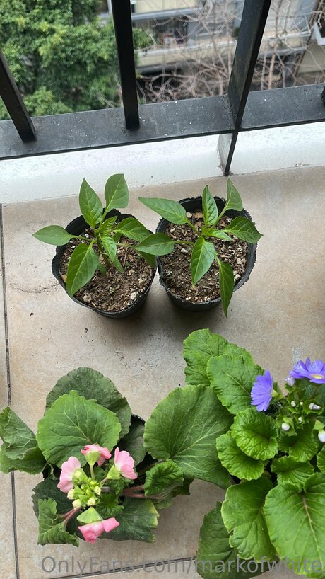 Markofwhite star nice archive