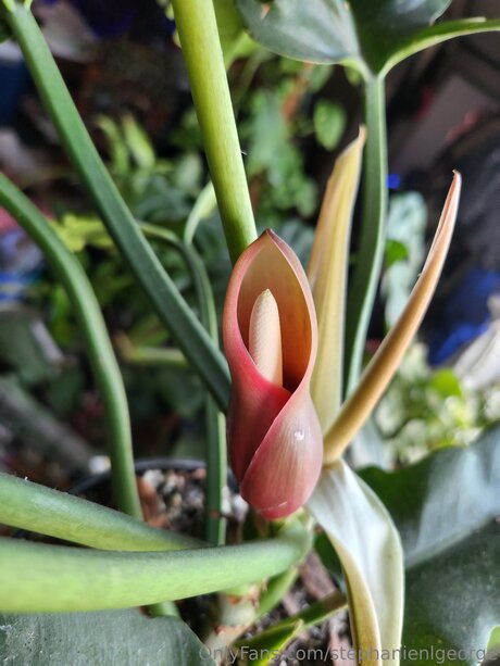 Stephanienlgeorge beautiful actress pics