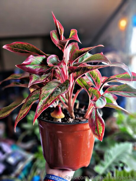 Stephanienlgeorge naked model pictures