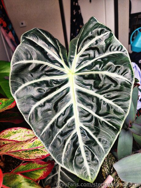 Stephanienlgeorge naked pornstar picture