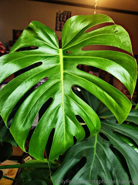 Stephanienlgeorge pornstar hot photo