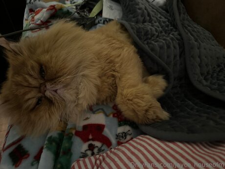 Jayce Houseofm free pornstar pic