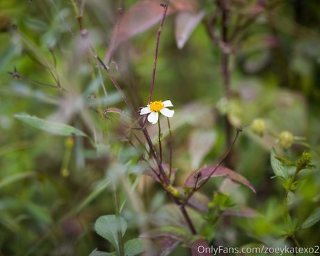 zoeykatexo2 beautiful model archive