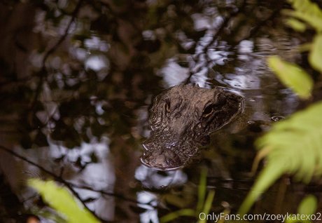 zoeykatexo2 profile pic