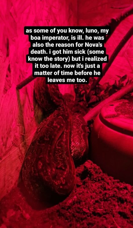 thethreeheadedsnake star sexy photos