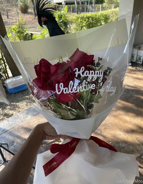 ladyboymos free model images