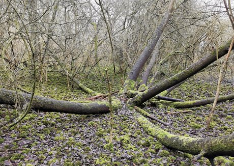 houseofrae nudes actress photos