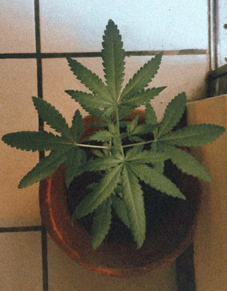 softlikefire thumbnail