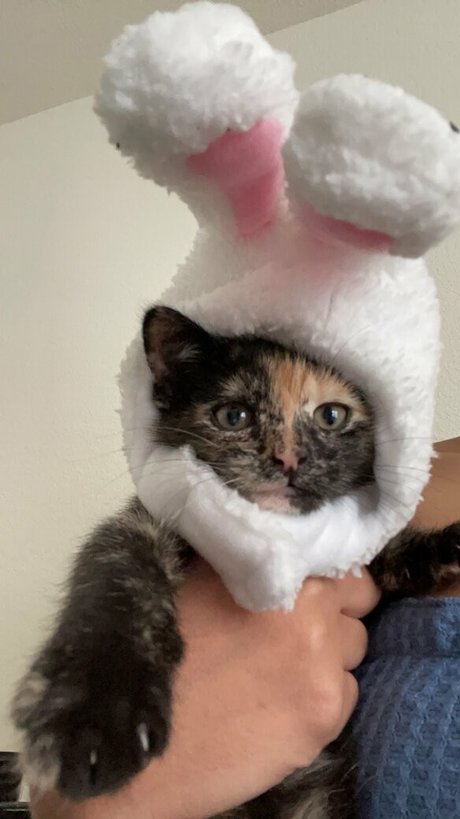 bunnyscake sexy pornstar galleries