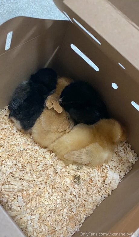 vixenshelbyfree pretty model images