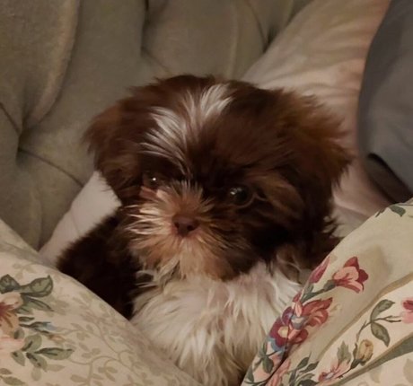 LanaRN pretty pornstar img