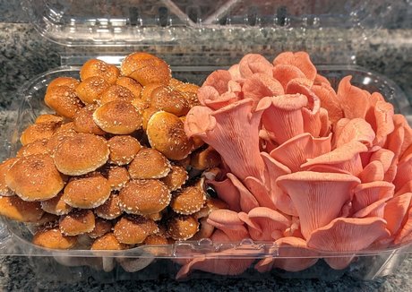 gutfuzz star sexy img