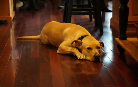 gutfuzz xxx model img