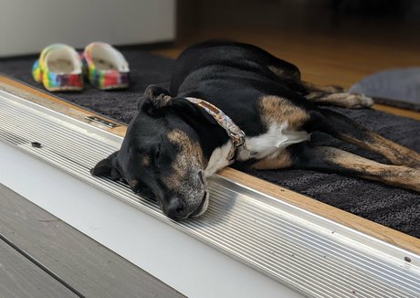 gutfuzz model best image