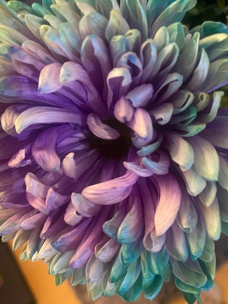 Sternf e sexy actress archive