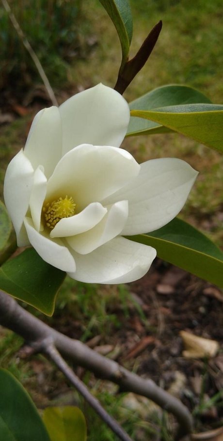 Ash Jones pornstar art pic