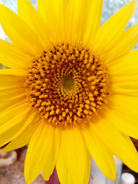 BarefootSpirit model adult pictures