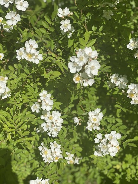 _JAZ pornstar nude pictures