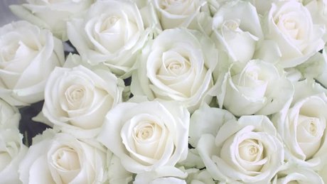 Jessicarose freex porn model img