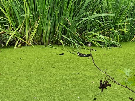 Jerking away the fat star picture