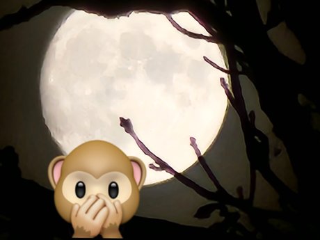 Monkey_ star erotic pics