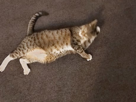 Hectorchavez star pictures