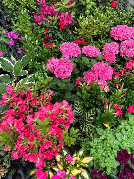 Mr CreamZ erotic actress image