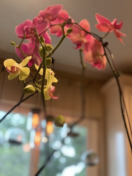 Dominic 8_ erotic star images