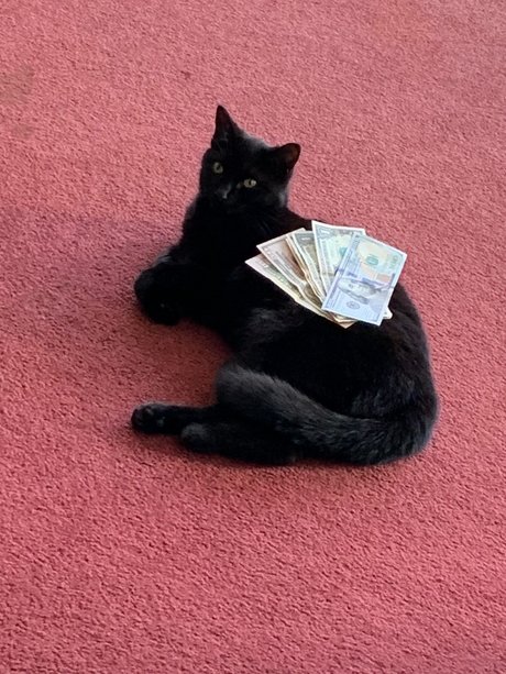 CurvyDream pretty star pictures