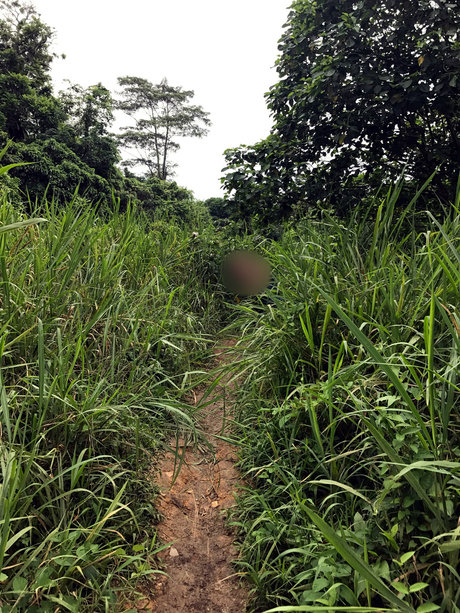 Dashy hd model picture