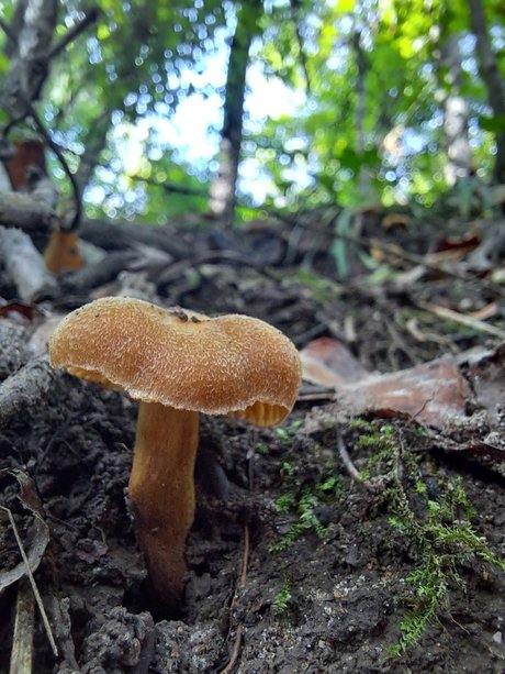 natnats high quality star image