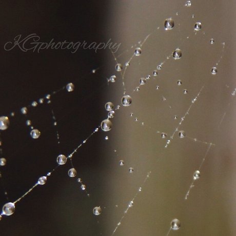 Necrotic Love star nudes img