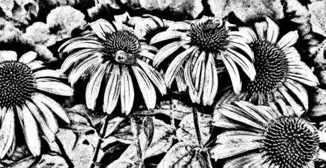 Nica pretty star archive