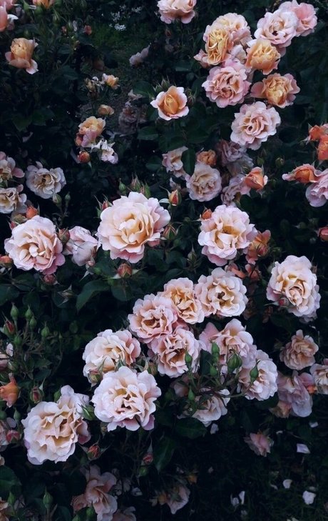 Agus Ortega_ free actress gallery