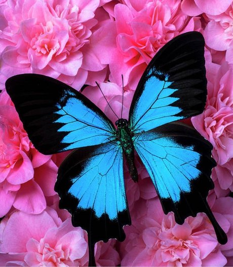 Panda Pawz star adult image