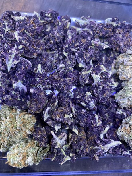 Mendocino P star porn photos