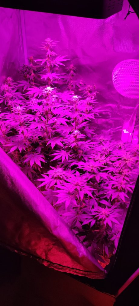 Post K model sex img