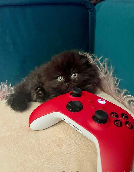 vanniallfree naked actress pictures